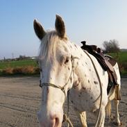 Appaloosa Missing Spot Amigo