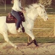 Appaloosa Missing Spot Amigo