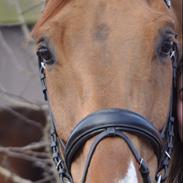 Dansk Varmblod Kirstinelunds Spiderman