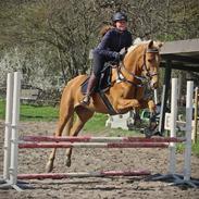 Palomino Stald Emilys Daisy Blue
