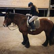 Belgier Kamille af grøftebjerggård