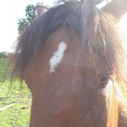 Belgier Kamille af grøftebjerggård