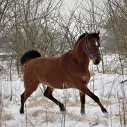 Arabisk fuldblod (OX) DY Seth El Dine