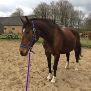 Anden særlig race Sunday Silence