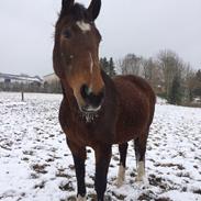 Anden særlig race Sunday Silence