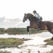 Welsh Cob (sec D) Lindberg (den) cadillac