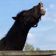 Welsh Cob (sec D) Lindberg (den) cadillac