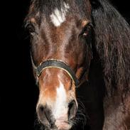 Welsh Cob (sec D) Lindberg (den) cadillac