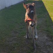 New Forest Harbogaards Total Temptation/Teddy