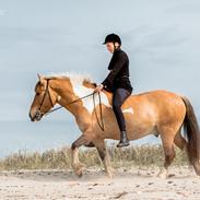 Irish Cob Crossbreed Toftgårds Amigo