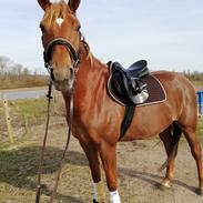 Anden særlig race Guinniss livet