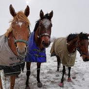 Anden særlig race Guinniss livet