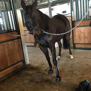 Anden særlig race Big Mac 