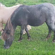 Shetlænder Callisto