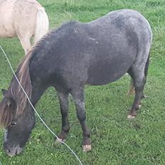 Shetlænder Callisto