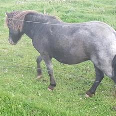 Shetlænder Callisto