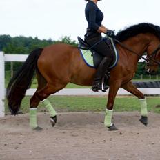 DSP Ryttergårdens Avanti 