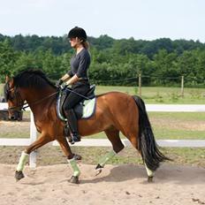 DSP Ryttergårdens Avanti 