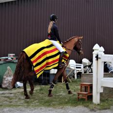 Dansk Varmblod bjerregårdens Trischia 