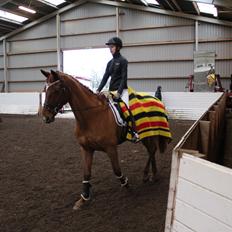 Dansk Varmblod bjerregårdens Trischia 