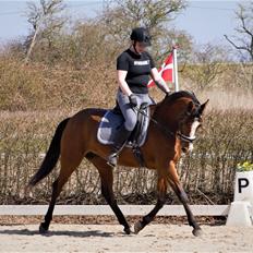 Anden særlig race Gloria