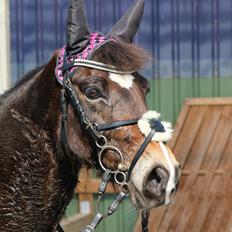 Welsh Cob (sec D) Menai Merci