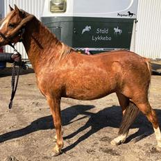 Welsh Pony (sec B) Clausholm Lady Java (dnk)