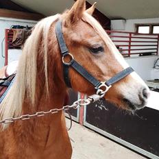 Welsh Pony (sec B) Clausholm Lady Java (dnk)