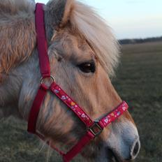 Fjordhest Leedals Lukas