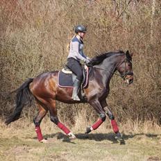 Dansk Varmblod Vh's Sweet Darling