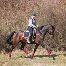 Dansk Varmblod Vh's Sweet Darling