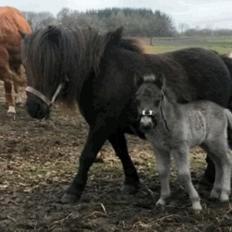 Shetlænder Refstrups Bell-Star