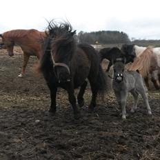 Shetlænder Refstrups Bell-Star