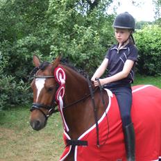 Welsh Pony (sec B) Amigo Ferrari <3