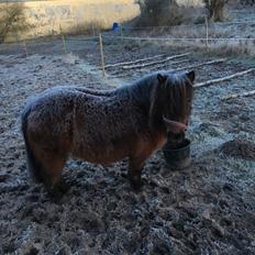 Shetlænder Munk's Fleur