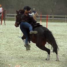 Anden særlig race Jumper 