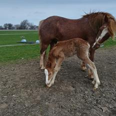 Welsh Cob (sec D) Solvangs Sounds like Avicii