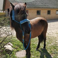 Islænder Fengur Frá Bjergesø