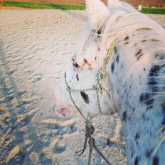 Appaloosa Missing Spot Amigo