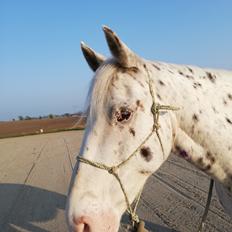 Appaloosa Missing Spot Amigo