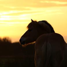 Fjordhest Trutti