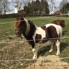 Anden særlig race Whisky