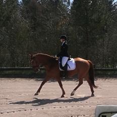 Anden særlig race Balu