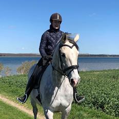 Anglo Araber (AA) Kessler