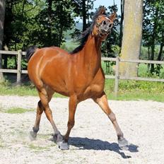 Arabisk fuldblod (OX) DY Seth El Dine