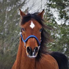 Arabisk fuldblod (OX) DY Seth El Dine