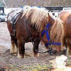 Jyde Fie tindbæklund