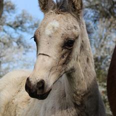 Welsh Partbred (Sec F) Melander Jack Sparrow
