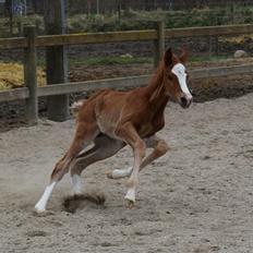 Dansk Varmblod Bazinga 44