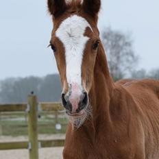 Dansk Varmblod Bazinga 44